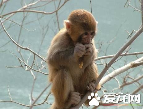 什麼動物可以養|【什麼動物可以養】想養寵物又不想很忙？快來看這50種「不麻煩。